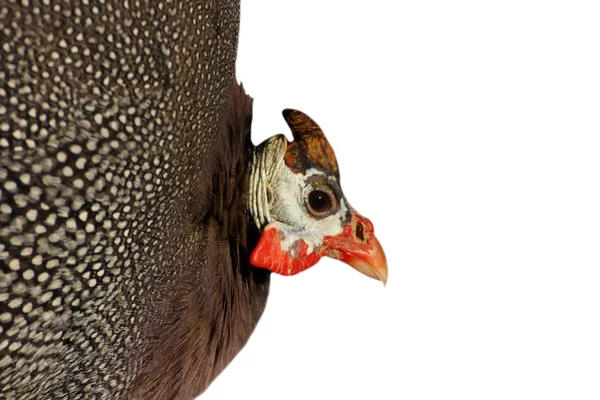 Guinea hen isolated portrait — Stock Photo, Image