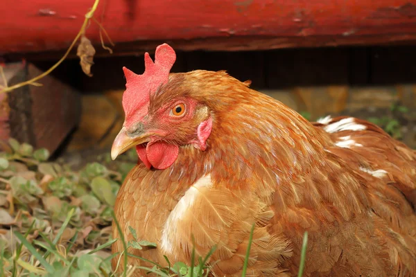 Hen near farm barn — Stock Photo, Image