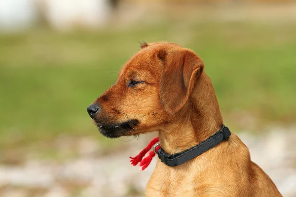 ハンガリー語の狩猟犬の屋外のポートレート — ストック写真