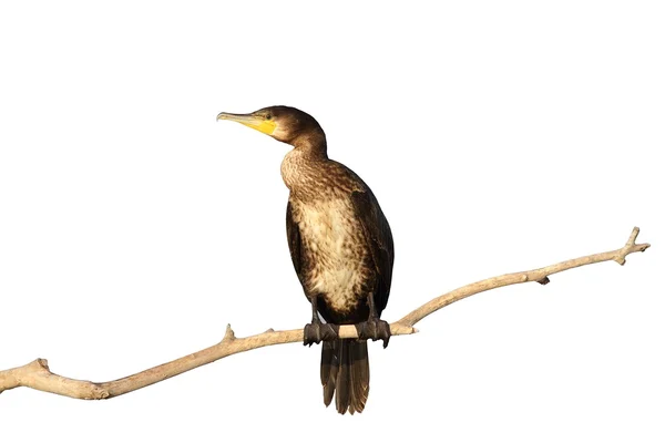 Isolated great cormorant — Stock Photo, Image