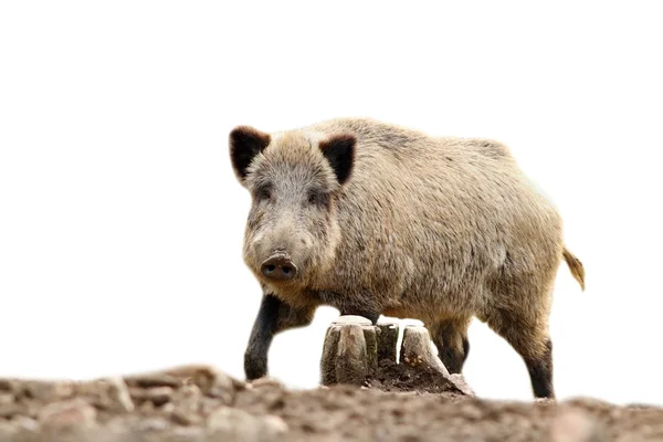 カメラ目線分離の野生の豚 — ストック写真