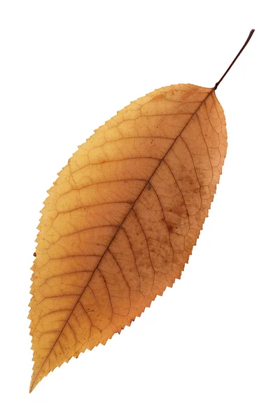 Isolation of a beautiful faded cherry leaf — Stock Photo, Image