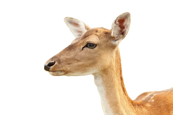 Isolated portrait of deer hind — Stock Photo, Image