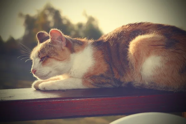 Faule Katze ruht sich aus — Stockfoto