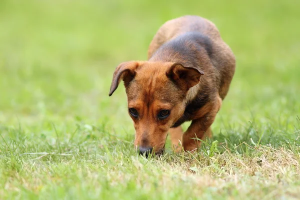 Mongrel dog in the field — Stock Photo, Image