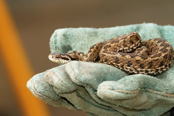 Meadow viper in glove — Stock Photo, Image