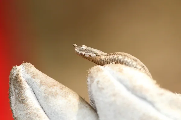 Naso cornuto vipera su un guanto — Foto Stock