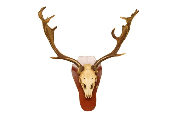 Old fallow deer stag hunting trophy — Stock Photo, Image