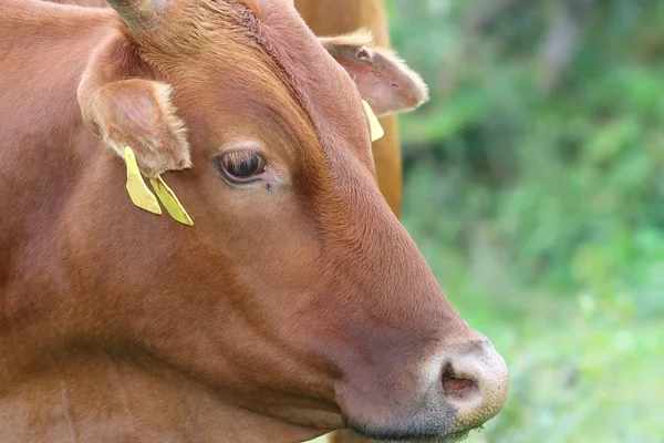 Portret krowy zebu — Zdjęcie stockowe