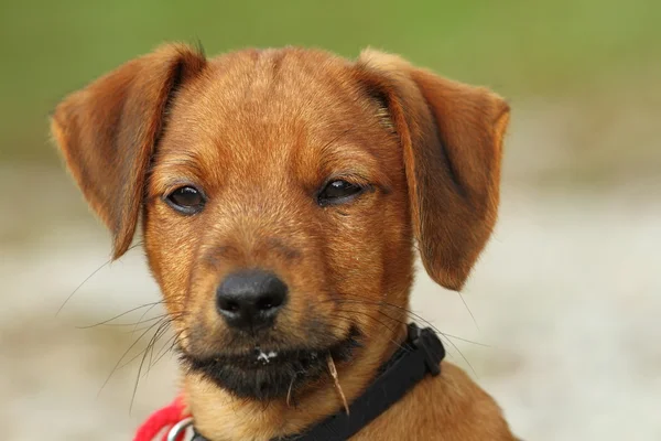 Vizsla köpek yavrusu portresi — Stok fotoğraf