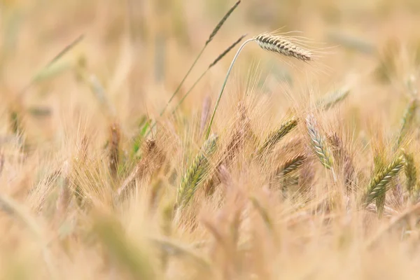 Detalhe do campo de trigo — Fotografia de Stock