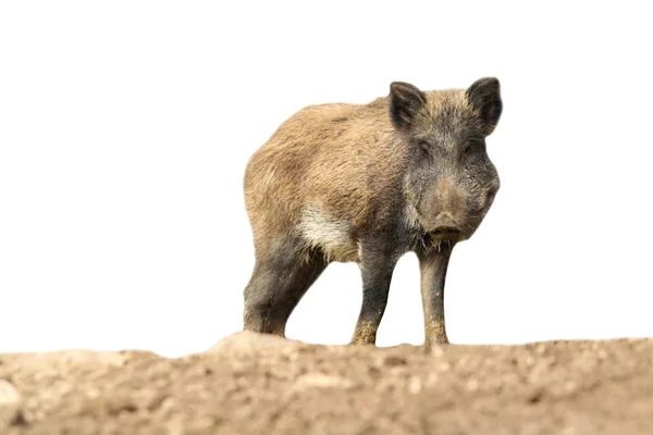 Wild zwijn over Wit — Stockfoto