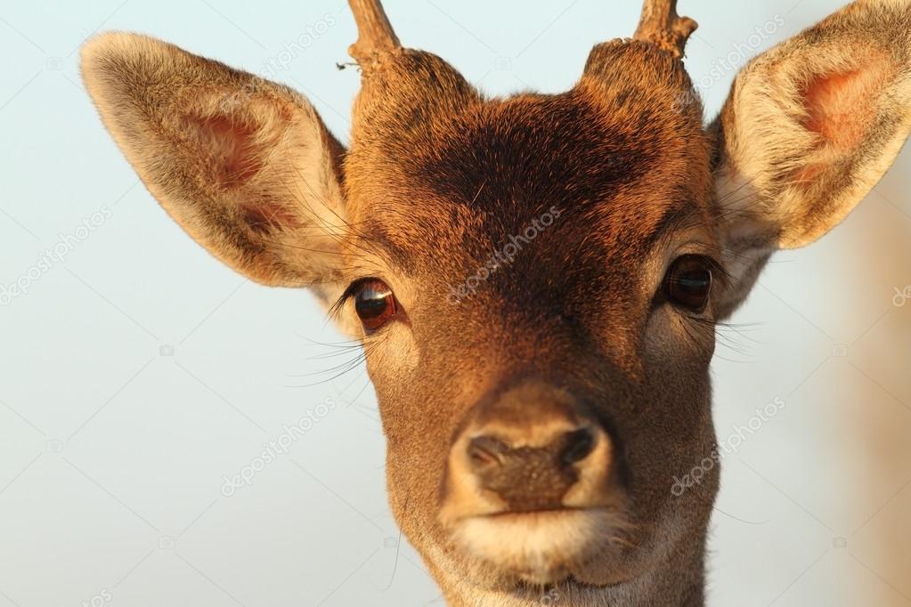 funny portrait of deer buck