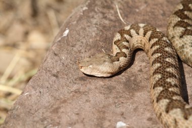 büyük ammodytes erkek bir kayaya tadını çıkarma