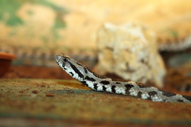 vipera palaestinae portre