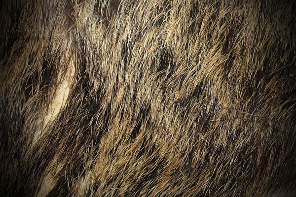 Beautiful texture of wild boar fur — Stock Photo, Image