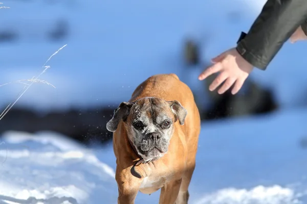 boxer dog running towards human hand