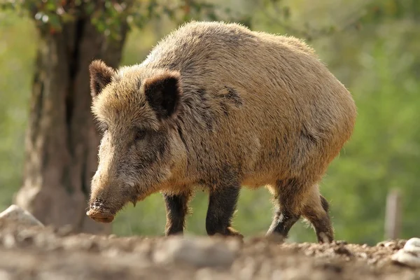 Grande scrofa cinghiale — Foto Stock