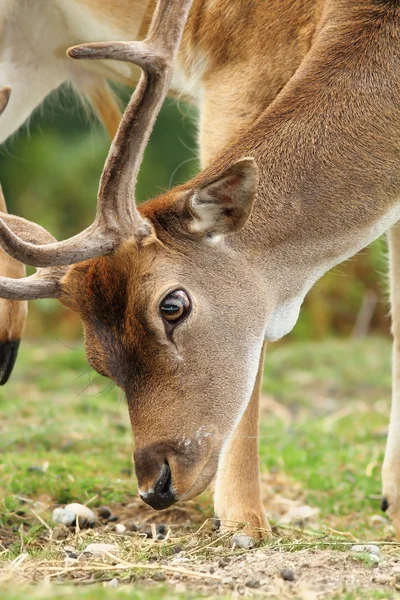 Close up of dama buck grazing — Stock Photo, Image