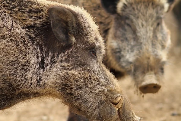 Großaufnahme eines großen Wildschweinmännchens — Stockfoto