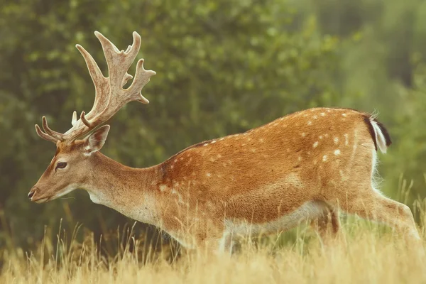 Dovhjort passerar en glade — Stockfoto