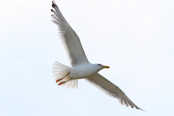 Herring gull with wings spread — Stock Photo, Image