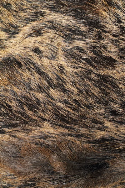 Detail on wild boar pelt — Stock Photo, Image