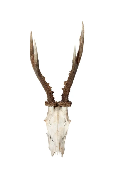 Isolated roebuck hunting trophy — Stock Photo, Image