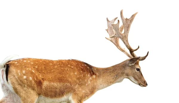 Isolated fallow deer stag — Stock Photo, Image