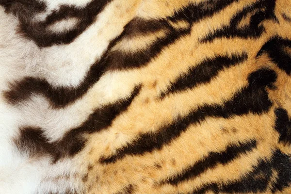 Detalhe interessante pele de tigre — Fotografia de Stock