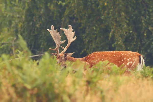 Maestoso daino cervo buck — Foto Stock