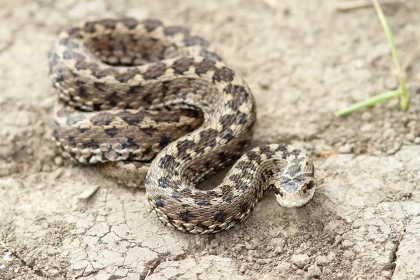 Vipera orsini a terra — Foto Stock