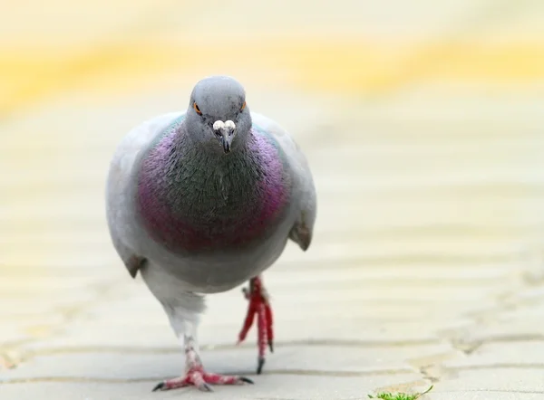 Pombo caminhando em direção à câmera no beco urbano — Fotografia de Stock