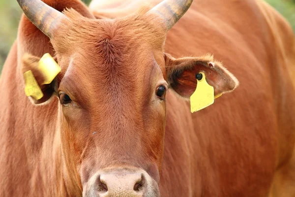 Portret duży zebu — Zdjęcie stockowe