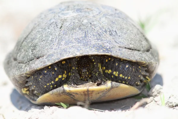 Tímido estanque europeo tortuga — Foto de Stock