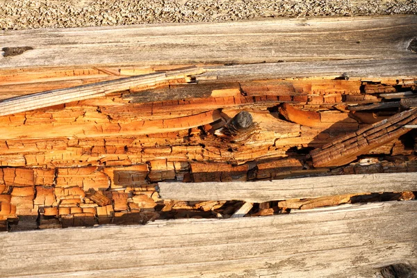 Marciume su legno morto — Foto Stock