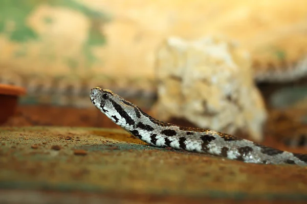 Vipera palaestinae primer plano — Foto de Stock