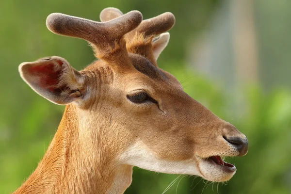 Young fallow deer buck portrait — Stock Photo, Image