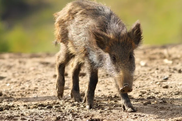 Jonge wilde zwijnen — Stockfoto