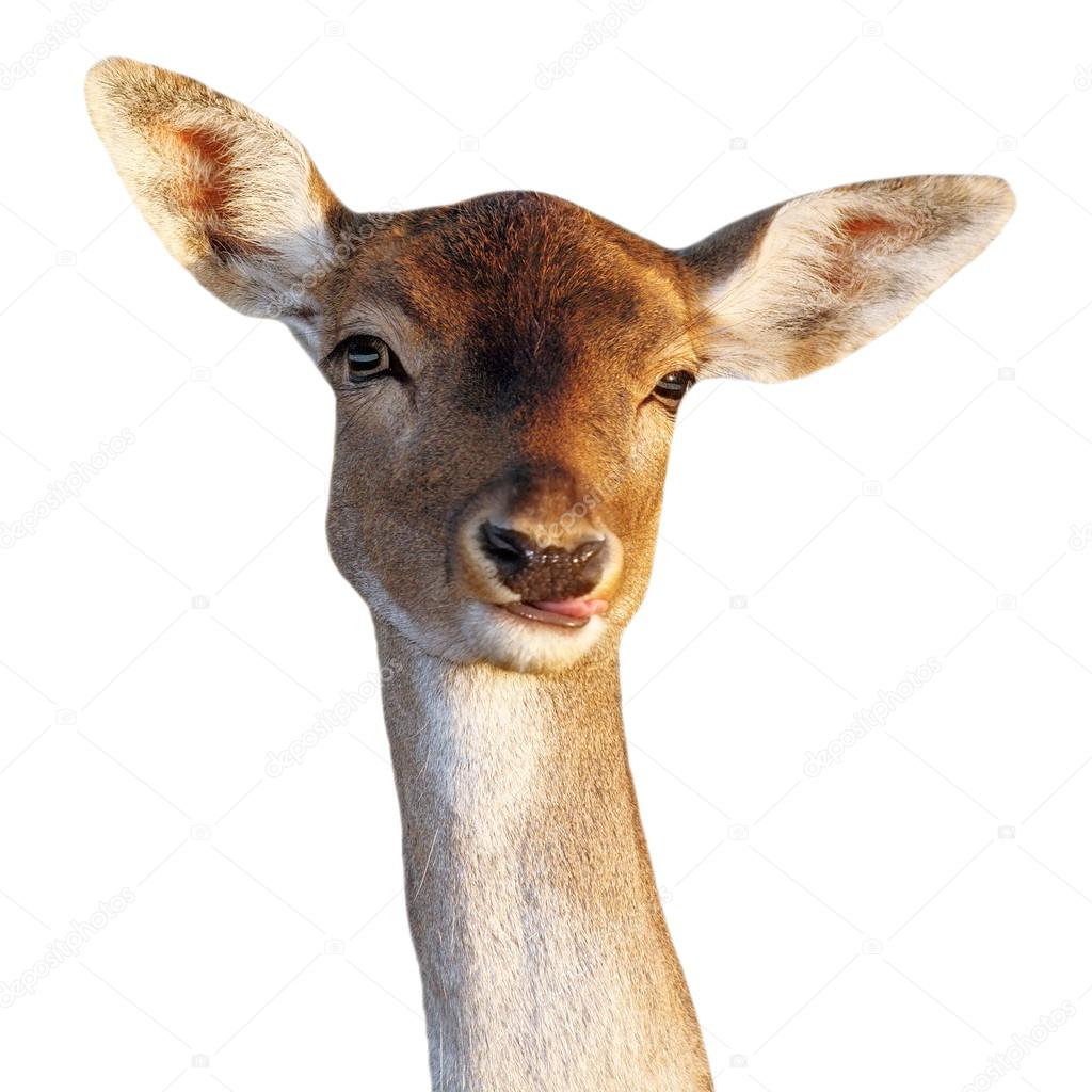 fallow deer doe funny face