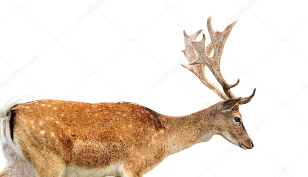 isolated fallow deer stag