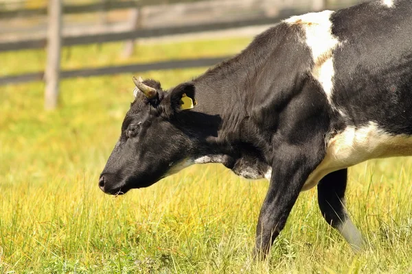 Krowa Holstein na zielony łąka — Zdjęcie stockowe