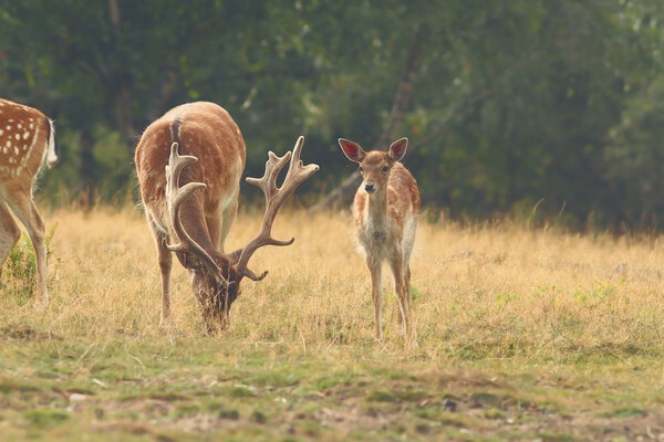 Herd of fallow deers ( Dama ) grazing in clearing