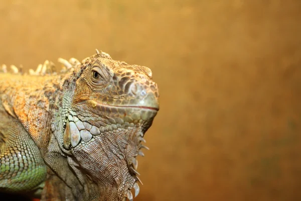 Retrato de una iguana verde —  Fotos de Stock