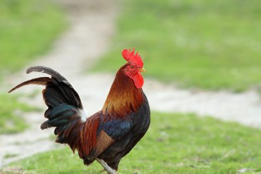 Bahçedeki renkli horoz
