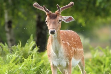 alageyik buck ormandaki