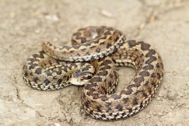 çayır viper vurmaya hazır 