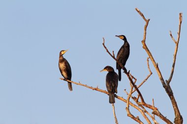 ağaç üzerinde üç büyük karabatak