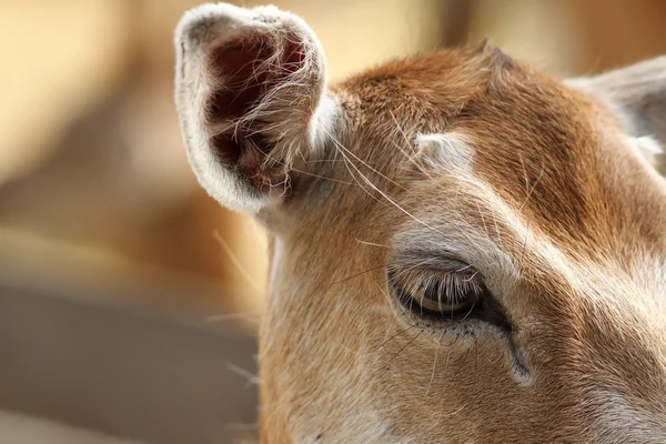 Closeup of fallow deer hind, eye detail — Stock Photo, Image