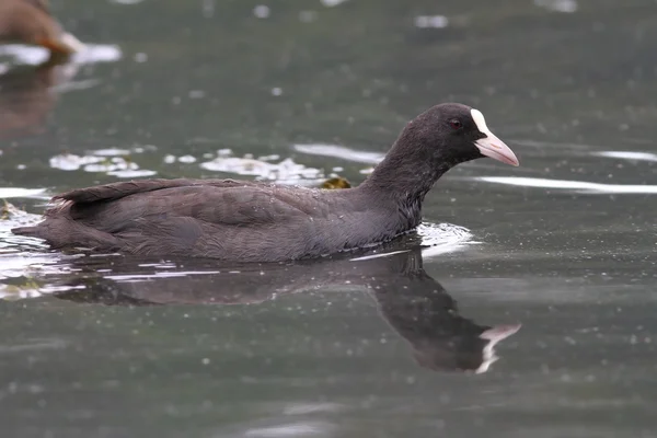 Common coot on lake surface — Stock Photo, Image